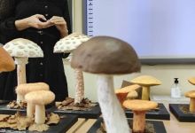 Rozpoznawanie grzybów jadalnych