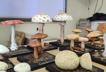 Rozpoznawanie grzybów jadalnych