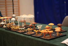 Czy grzyby uratują świat - 11.12.2025